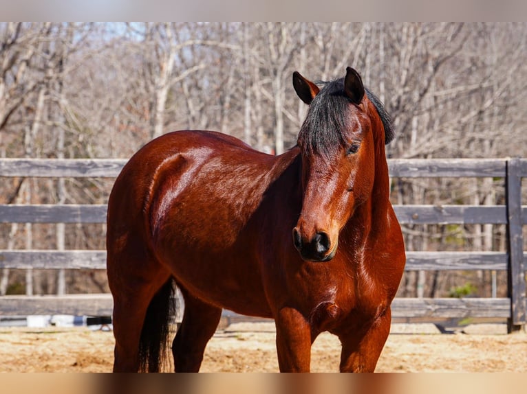 Caballo cuarto de milla Mestizo Caballo castrado 5 años 155 cm Castaño rojizo in Clover