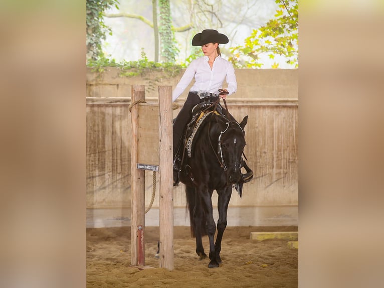 Caballo cuarto de milla Caballo castrado 5 años 155 cm Negro in Groß-Enzersdorf