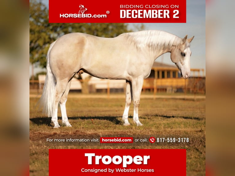 Caballo cuarto de milla Caballo castrado 5 años 155 cm Palomino in Ponder, TX