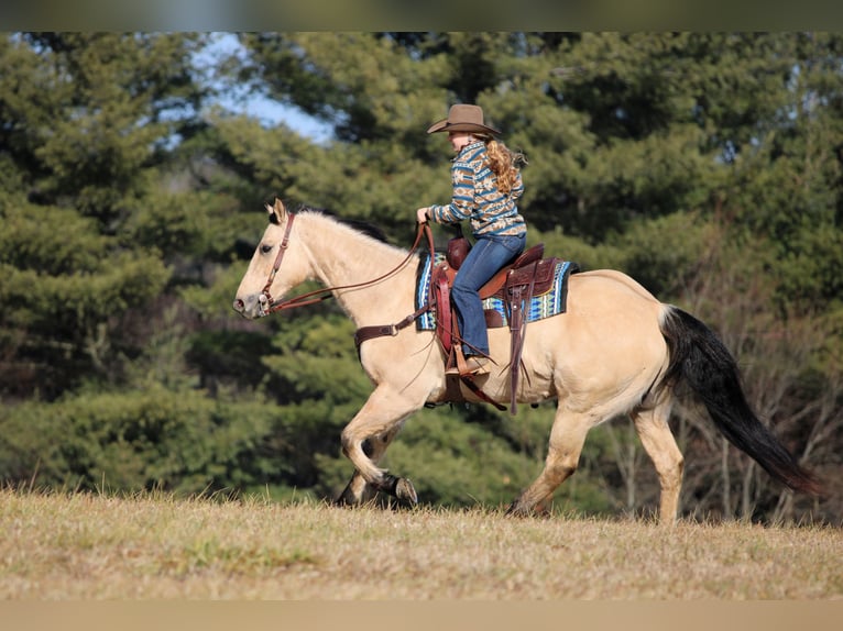 Caballo cuarto de milla Caballo castrado 5 años 155 cm Palomino in Clarion, PA