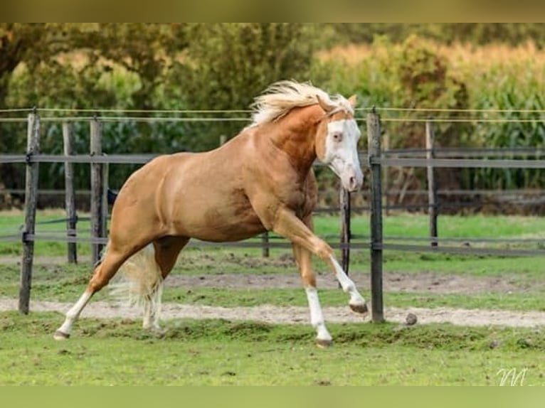 Caballo cuarto de milla Caballo castrado 5 años 155 cm Palomino in Moordrecht