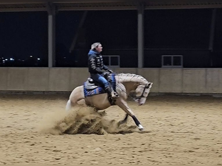 Caballo cuarto de milla Caballo castrado 5 años 155 cm Palomino in Moordrecht