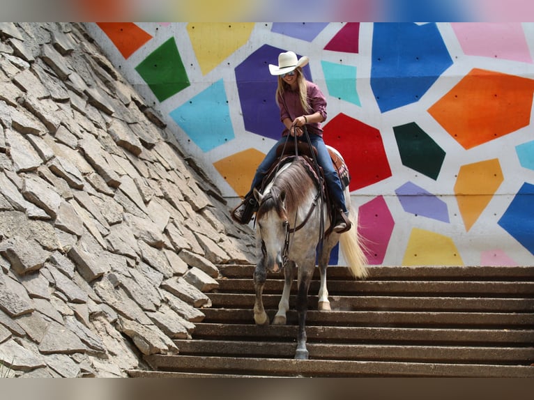 Caballo cuarto de milla Caballo castrado 5 años 155 cm Tordo in Collinsville