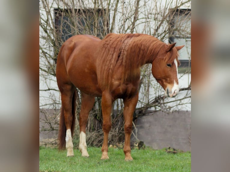 Caballo cuarto de milla Caballo castrado 5 años 156 cm Alazán in Laubach