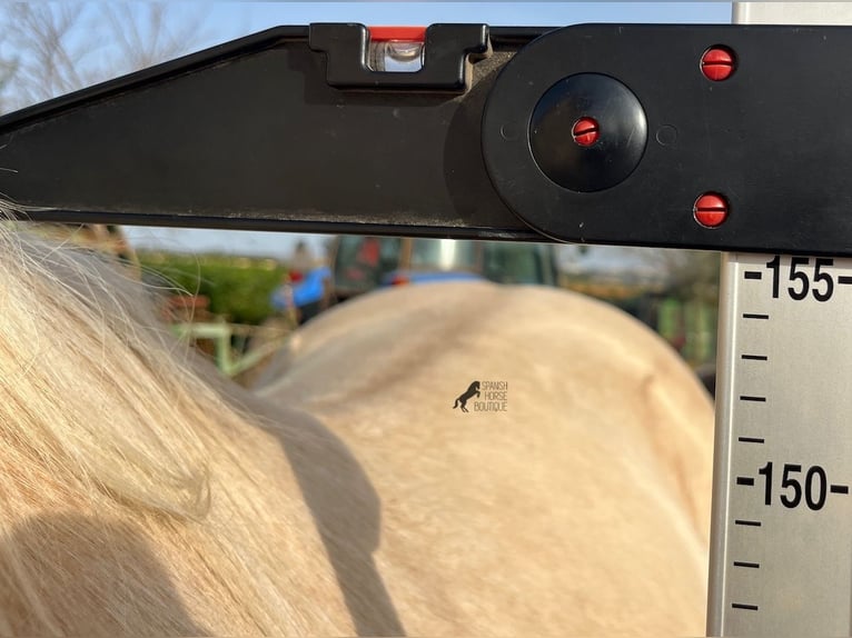 Caballo cuarto de milla Caballo castrado 5 años 156 cm Palomino in Mallorca