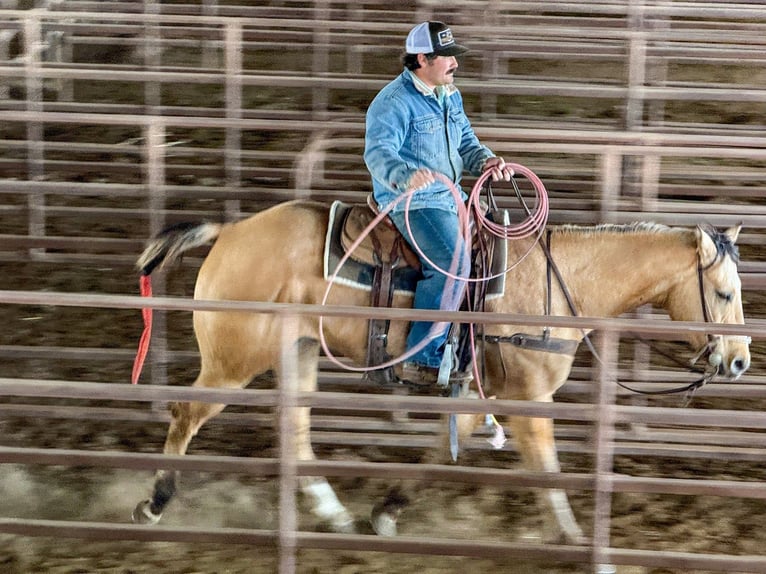 Caballo cuarto de milla Caballo castrado 5 años 157 cm Bayo in Stephenville