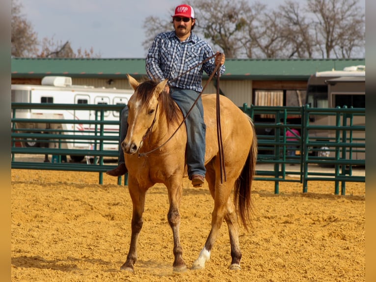 Caballo cuarto de milla Caballo castrado 5 años 157 cm Bayo in Stephenville