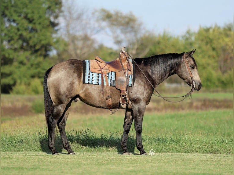 Caballo cuarto de milla Caballo castrado 5 años 157 cm Buckskin/Bayo in Buffalo