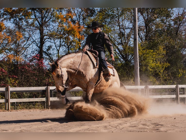 Caballo cuarto de milla Caballo castrado 5 años 157 cm Buckskin/Bayo in Mayfield Caballo cuarto de milla Caballo castrado 5 años 157 cm Buckskin/Bayo in Mayfield
