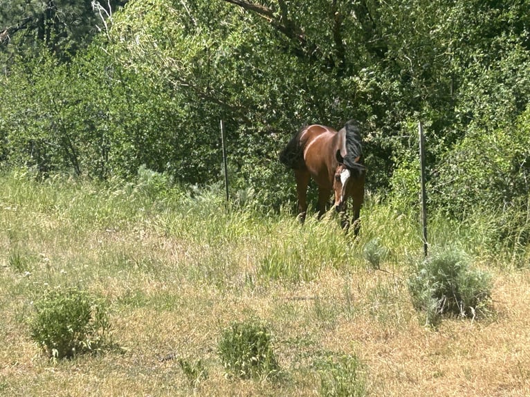 Caballo cuarto de milla Mestizo Caballo castrado 5 años 157 cm Castaño rojizo in Boise