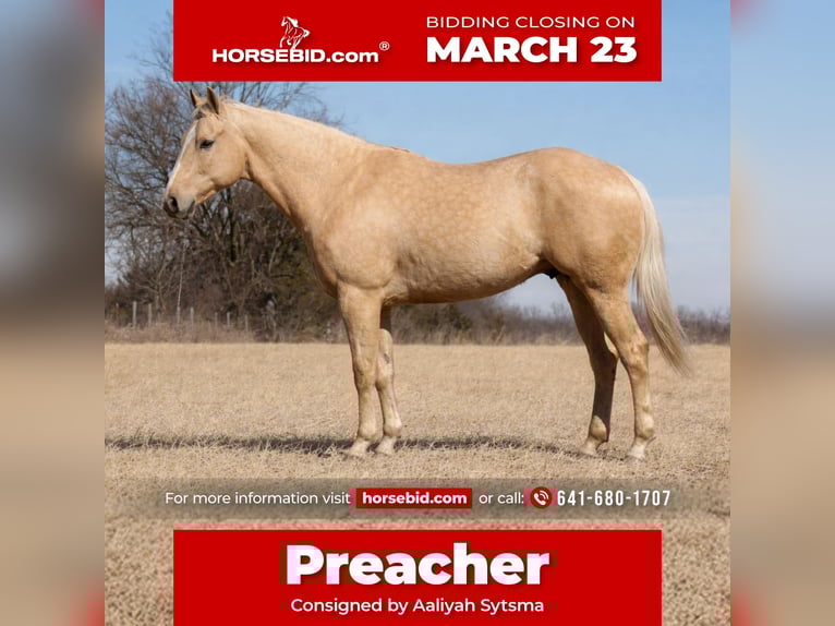 Caballo cuarto de milla Caballo castrado 5 años 157 cm Palomino in Cincinnati