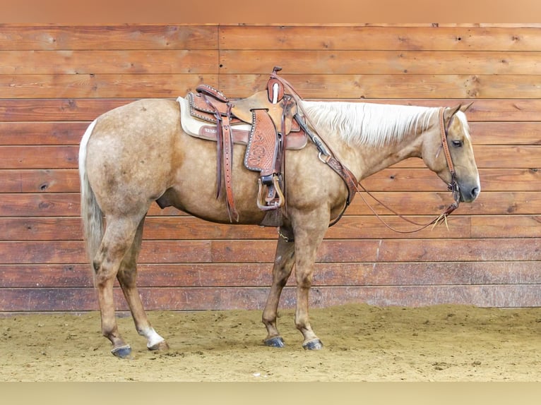 Caballo cuarto de milla Caballo castrado 5 años 157 cm Palomino in Clarion