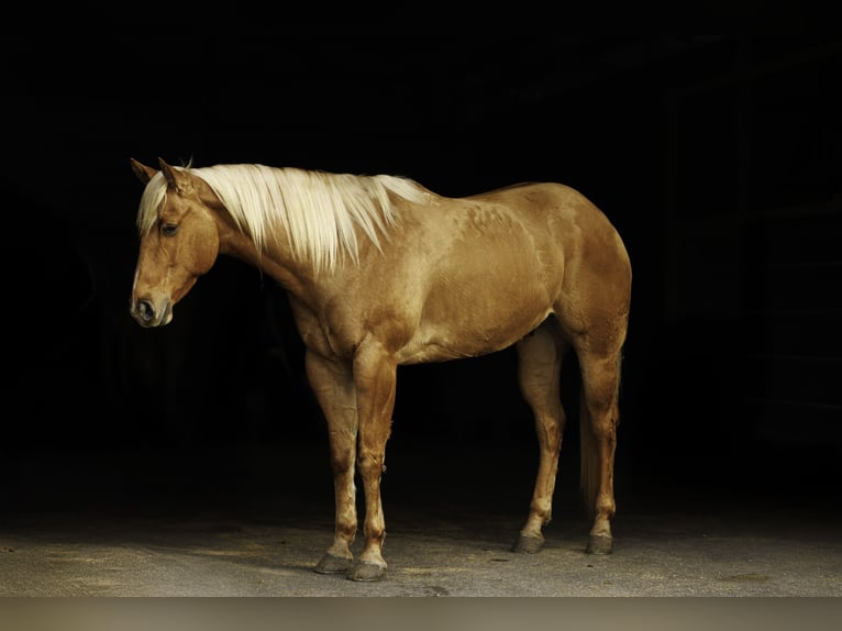 Caballo cuarto de milla Caballo castrado 5 años 157 cm Palomino in Quitman