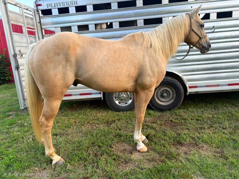 Caballo cuarto de milla Caballo castrado 5 años 157 cm Palomino in Mascoutah