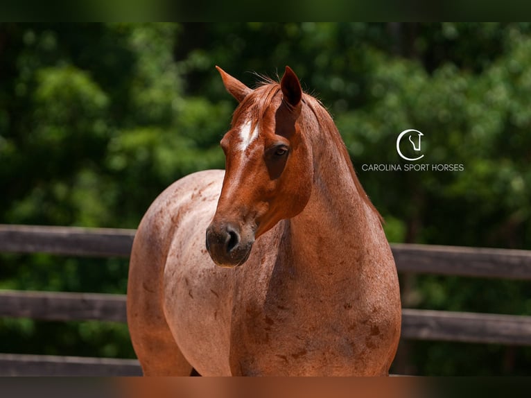 Caballo cuarto de milla Caballo castrado 5 años 157 cm Ruano alazán in Clover, SC