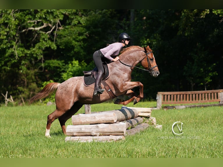 Caballo cuarto de milla Caballo castrado 5 años 157 cm Ruano alazán in Clover, SC