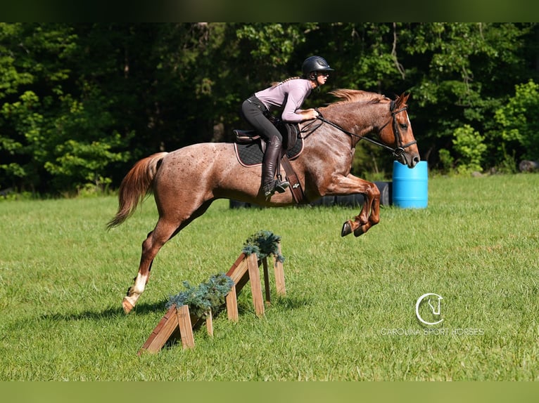 Caballo cuarto de milla Caballo castrado 5 años 157 cm Ruano alazán in Clover, SC