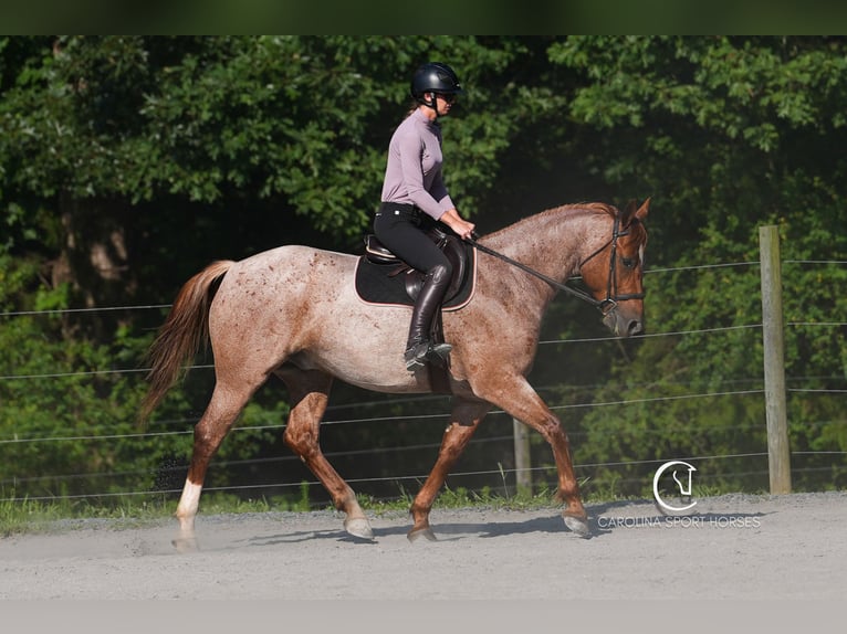 Caballo cuarto de milla Caballo castrado 5 años 157 cm Ruano alazán in Clover, SC