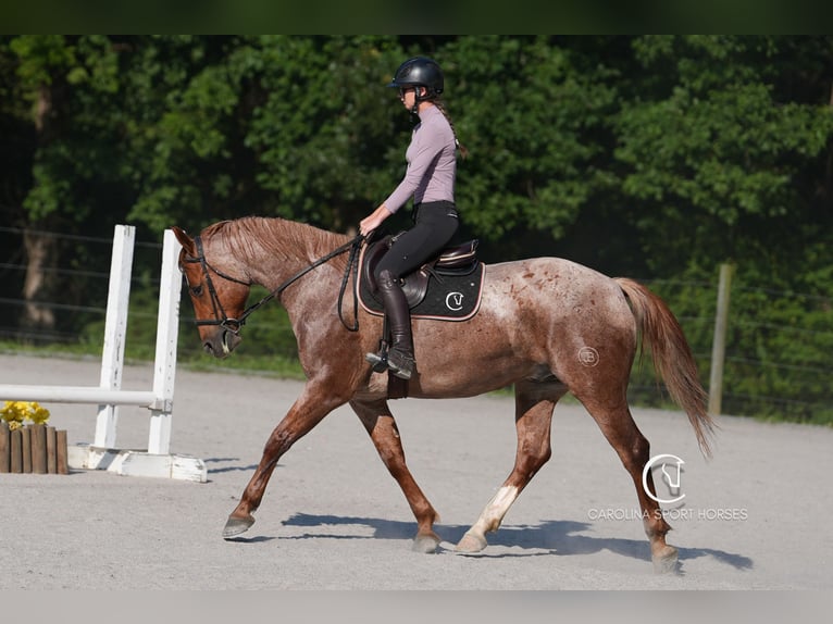 Caballo cuarto de milla Caballo castrado 5 años 157 cm Ruano alazán in Clover, SC
