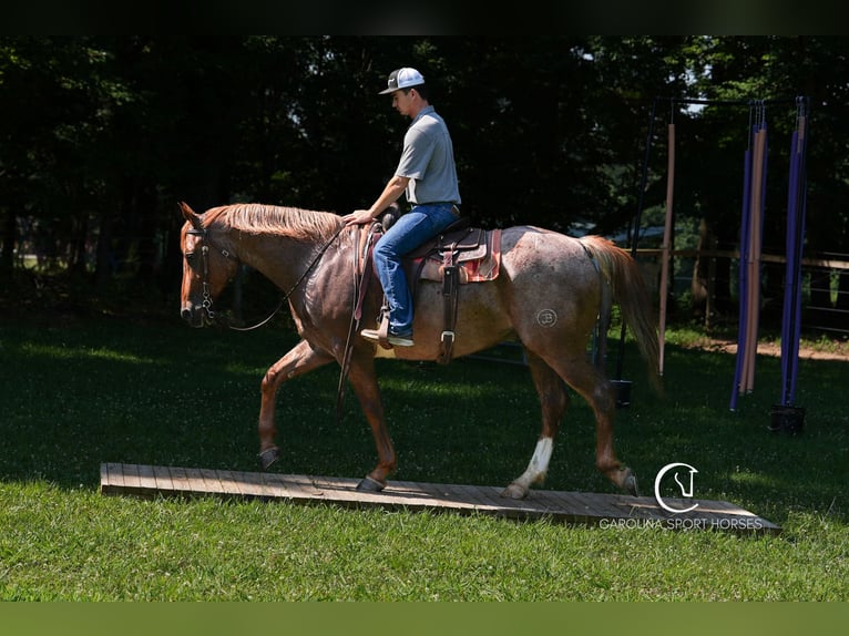 Caballo cuarto de milla Caballo castrado 5 años 157 cm Ruano alazán in Clover, SC