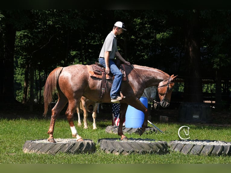 Caballo cuarto de milla Caballo castrado 5 años 157 cm Ruano alazán in Clover, SC