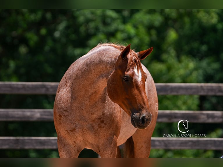 Caballo cuarto de milla Caballo castrado 5 años 157 cm Ruano alazán in Clover, SC