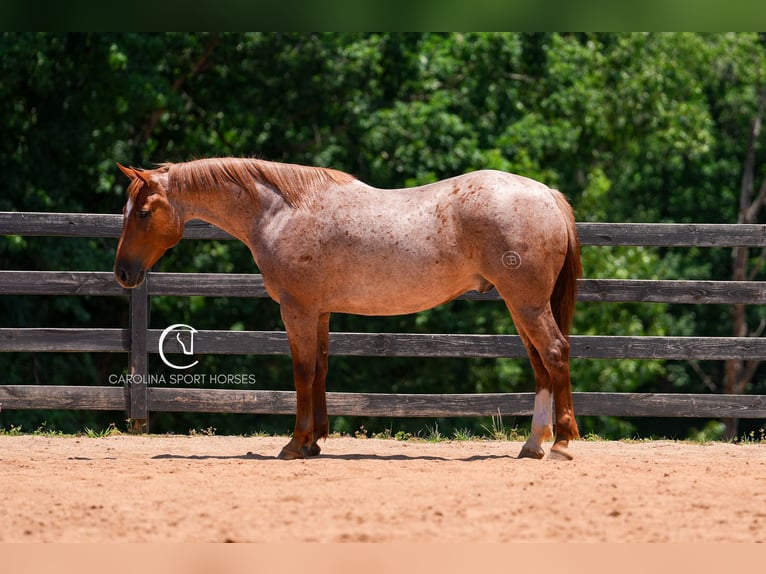 Caballo cuarto de milla Caballo castrado 5 años 157 cm Ruano alazán in Clover, SC