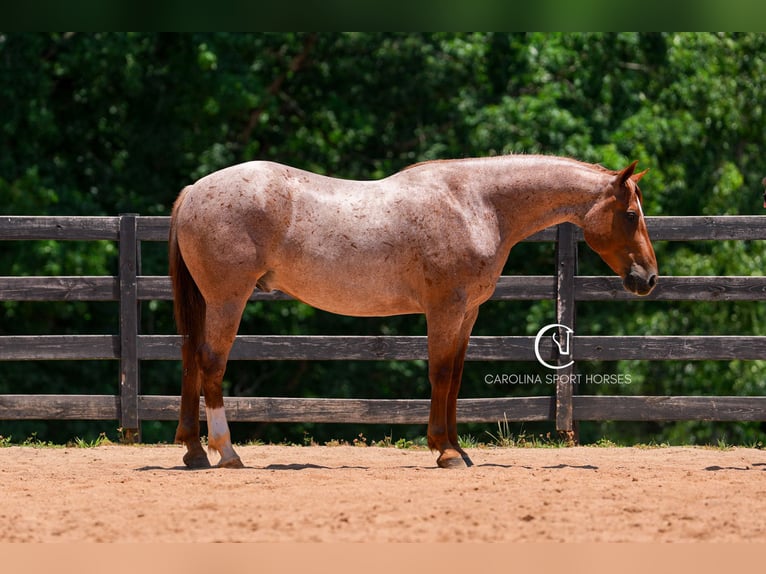 Caballo cuarto de milla Caballo castrado 5 años 157 cm Ruano alazán in Clover, SC