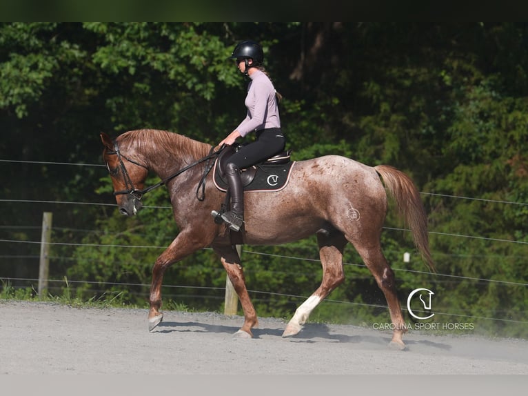 Caballo cuarto de milla Caballo castrado 5 años 157 cm Ruano alazán in Clover, SC