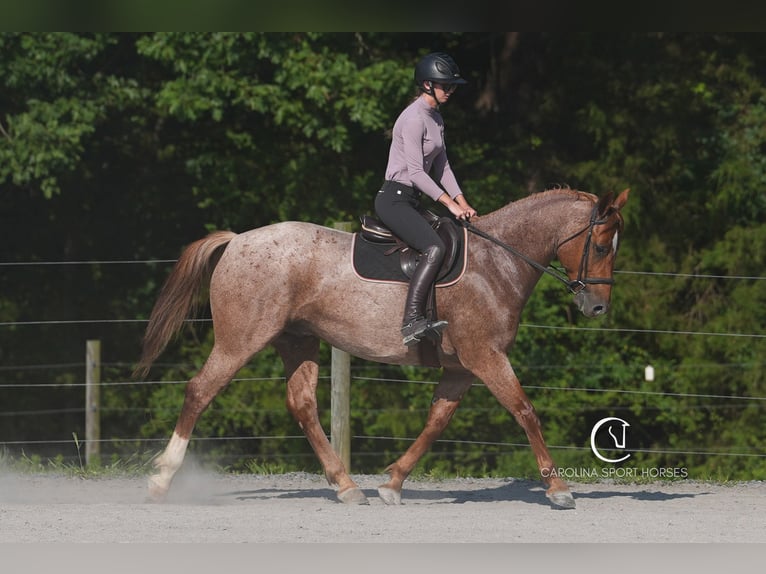 Caballo cuarto de milla Caballo castrado 5 años 157 cm Ruano alazán in Clover, SC