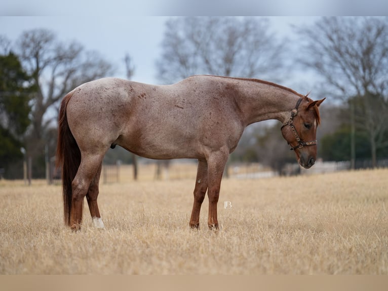Caballo cuarto de milla Caballo castrado 5 años 157 cm Ruano alazán in Terrell