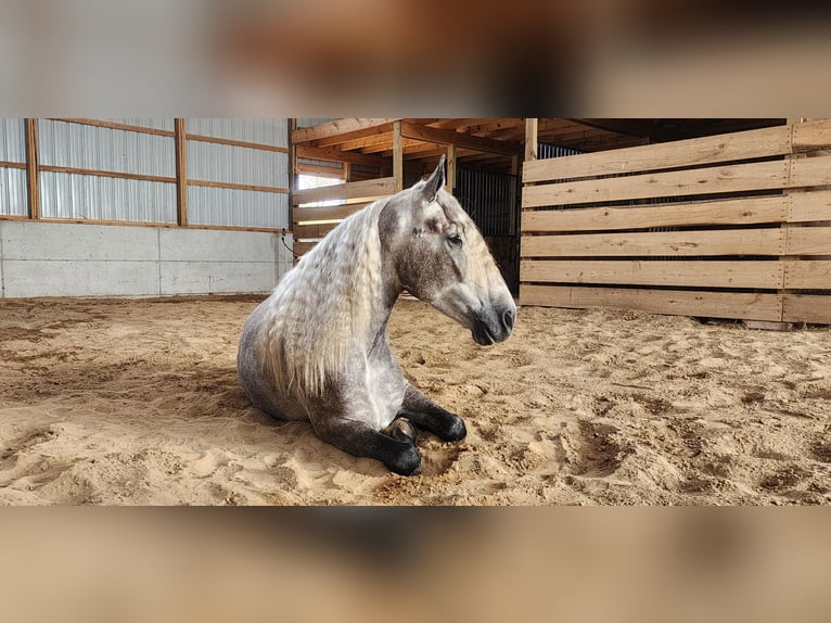 Caballo cuarto de milla Mestizo Caballo castrado 5 años 157 cm Tordo in Camden, MI