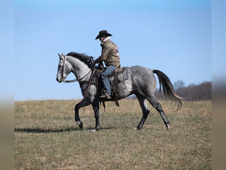 Caballo cuarto de milla Caballo castrado 5 años 157 cm Tordo rodado in Berea, KY