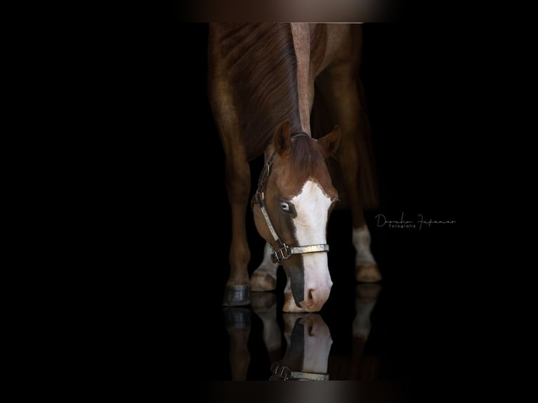 Caballo cuarto de milla Caballo castrado 5 años 158 cm Ruano alazán in Illingen