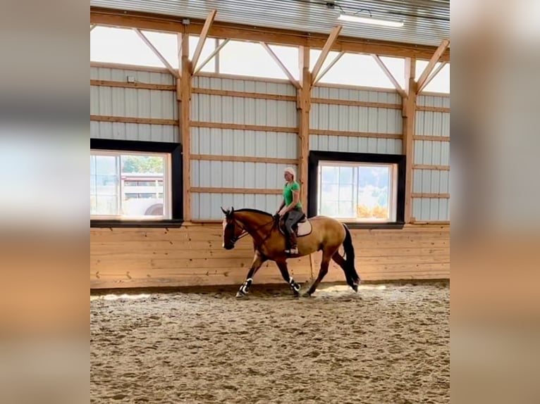 Caballo cuarto de milla Mestizo Caballo castrado 5 años 160 cm Bayo in Narvon, PA