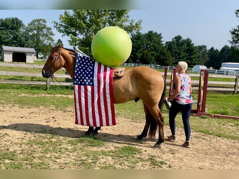 Caballo cuarto de milla Mestizo Caballo castrado 5 años 160 cm Bayo in Narvon, PA