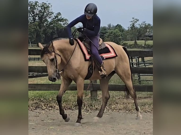 Caballo cuarto de milla Caballo castrado 5 años 160 cm Buckskin/Bayo in Jeffersonton