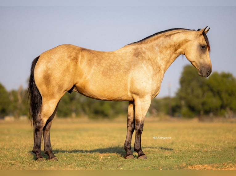 Caballo cuarto de milla Caballo castrado 5 años 160 cm Buckskin/Bayo in Crescent