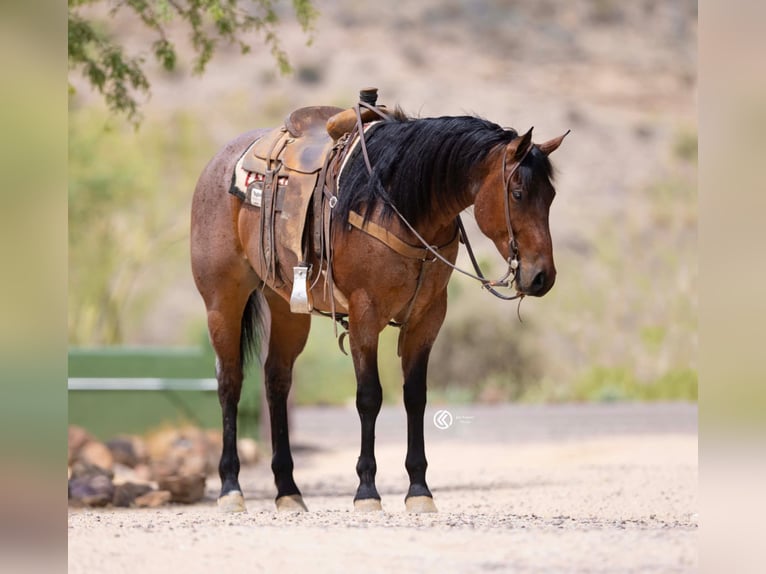 Caballo cuarto de milla Caballo castrado 5 años 160 cm Castaño-ruano in Cave Creek, AZ