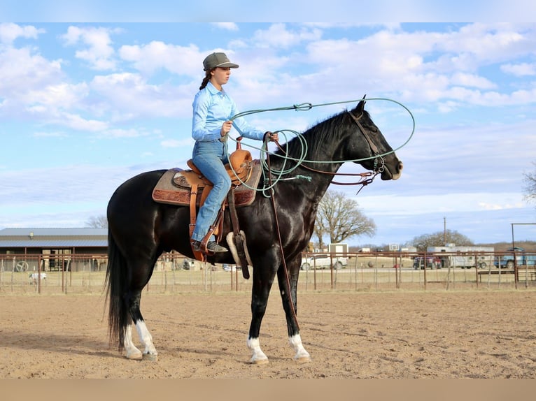Caballo cuarto de milla Caballo castrado 5 años 160 cm Negro in Aubrey