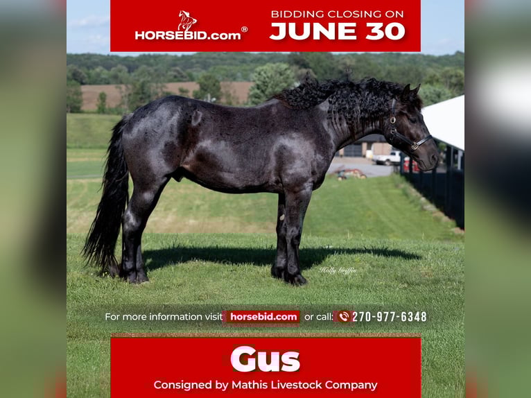 Caballo cuarto de milla Mestizo Caballo castrado 5 años 160 cm Ruano azulado in Central City, KY