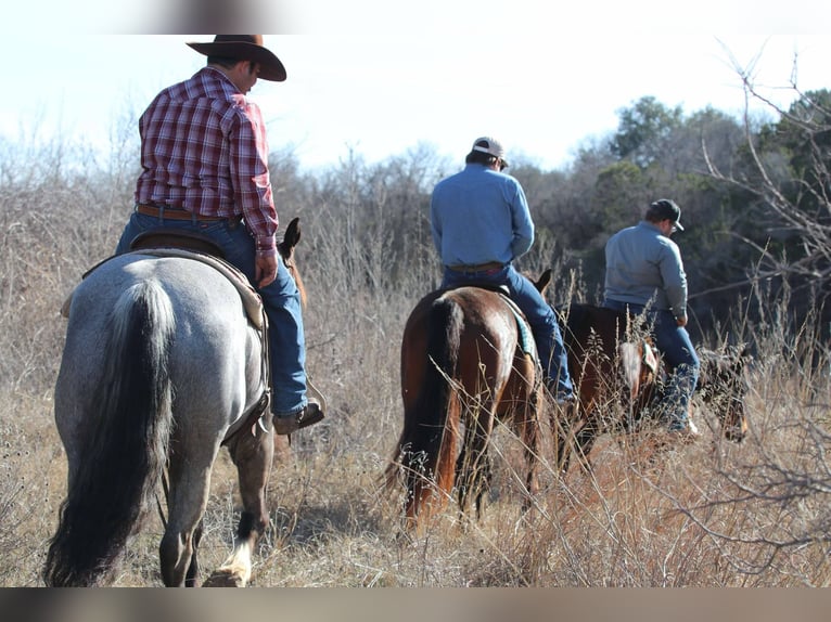 Caballo cuarto de milla Caballo castrado 5 años 160 cm Ruano azulado in Stephenville TX