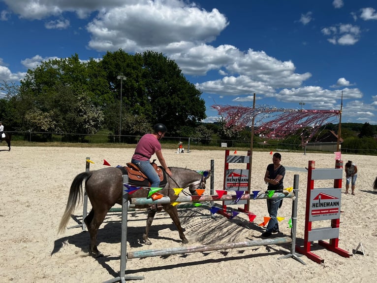 Caballo cuarto de milla Caballo castrado 5 años 162 cm Tordo in Kirchhain