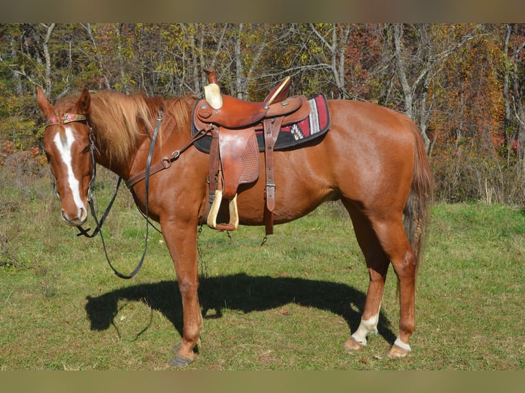 Caballo cuarto de milla Mestizo Caballo castrado 5 años 163 cm Alazán in Draper