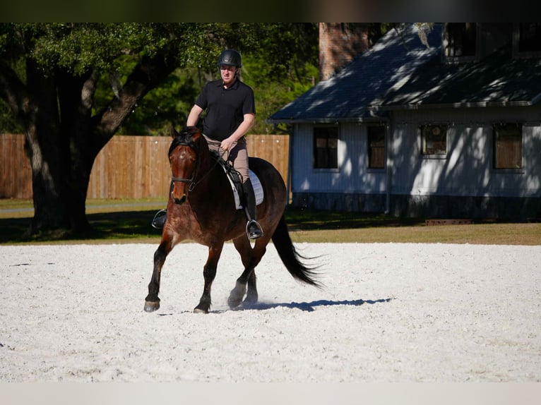 Caballo cuarto de milla Mestizo Caballo castrado 5 años 163 cm in Fresno