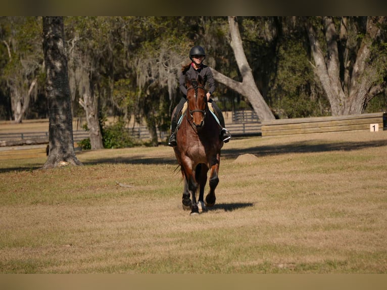 Caballo cuarto de milla Mestizo Caballo castrado 5 años 163 cm in Fresno