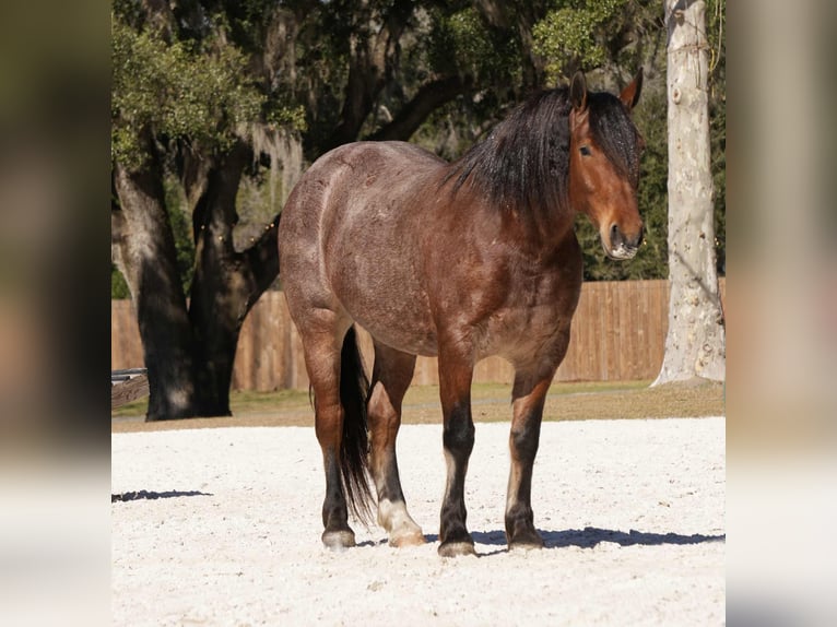 Caballo cuarto de milla Mestizo Caballo castrado 5 años 163 cm in Fresno