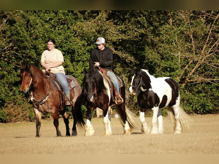 Caballo cuarto de milla Mestizo Caballo castrado 5 años 163 cm in Fresno