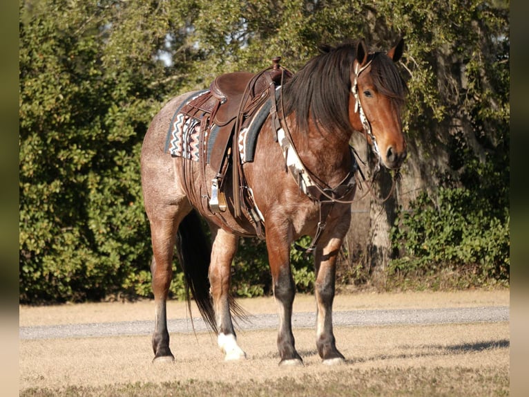 Caballo cuarto de milla Mestizo Caballo castrado 5 años 163 cm in Fresno