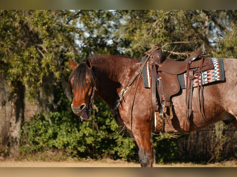 Caballo cuarto de milla Mestizo Caballo castrado 5 años 163 cm in Fresno